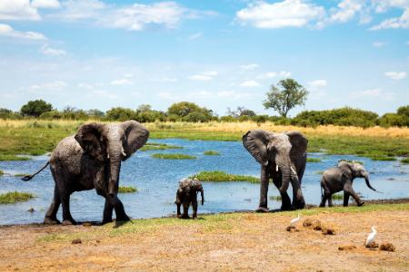 محبوب‌ترین تورهای آفریقا