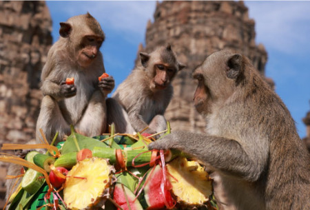 جشنواره میمون‌ها لوپبوری, ضیافت میمون‌ها