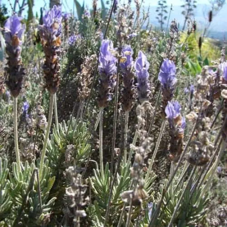 گیاهان مؤثر در دفع مارمولک, راهکارهای طبیعی برای دور کردن مارمولک