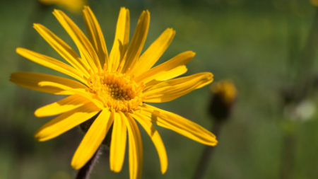 گیاه آرنیکا, نحوه مصرف آرنیکا, موارد مصرف گیاه آرنیکا