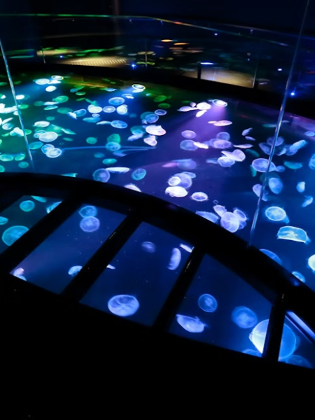 فعالیت‌های برج اسکای تری توکیو, موقعیت برج اسکای تری توکیو