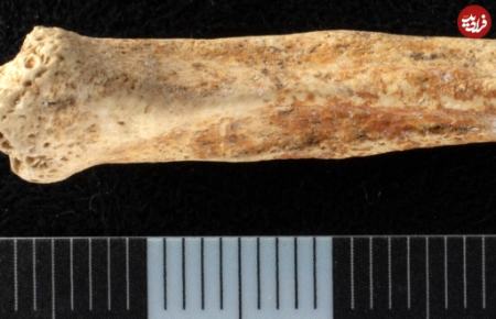 آلت جنسی سگ،اخبار گوناگون،خبرهای گوناگون