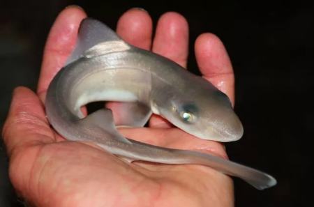 کوسه،اخبار علمی،خبرهای علمی