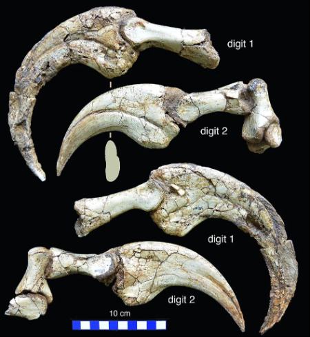 دایناسور،اخبار گوناگون،خبرهای گوناگون
