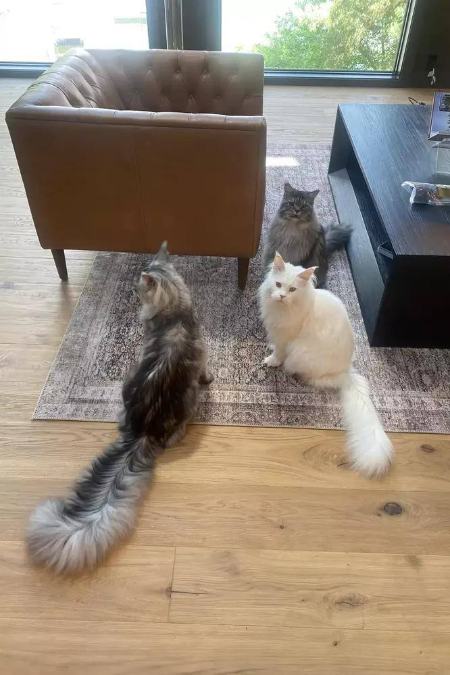 گربه،اخبار گوناگون،خبرهای گوناگون