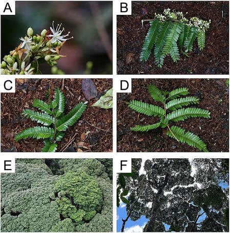 درخت،اخبار گوناگون،خبرهای گوناگون