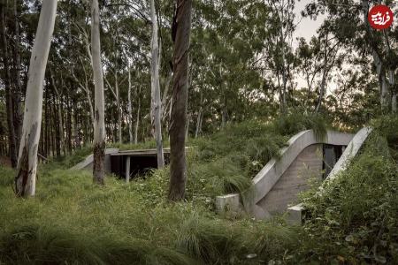 خانه جنگلی،اخبار گوناگون،خبرهای گوناگون