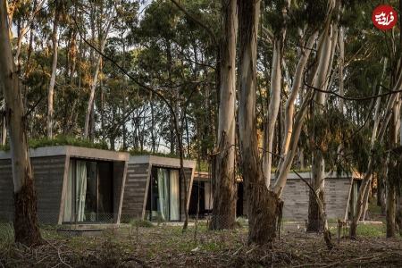 خانه جنگلی،اخبار گوناگون،خبرهای گوناگون