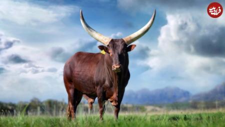 گاو،اخبار گوناگون،خبرهای گوناگون