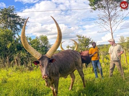 گاو،اخبار گوناگون،خبرهای گوناگون