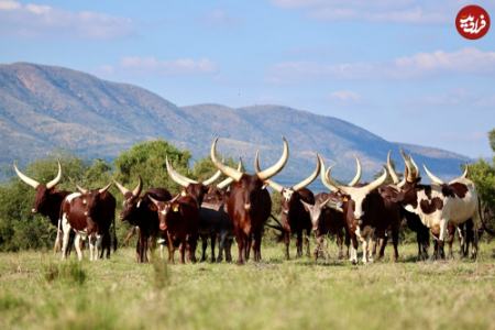 گاو،اخبار گوناگون،خبرهای گوناگون