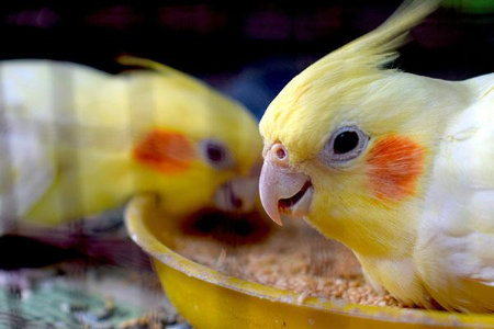 تخم‌گذاری عروس هلندی, مدت زمان جوجه‌کشی