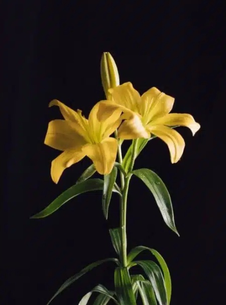 پیام مثبت انتخاب گل سوسن