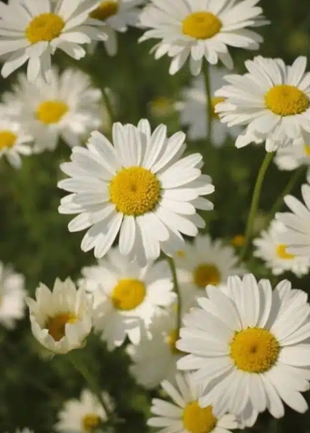 پیام مثبت با انتخاب گل بابونه