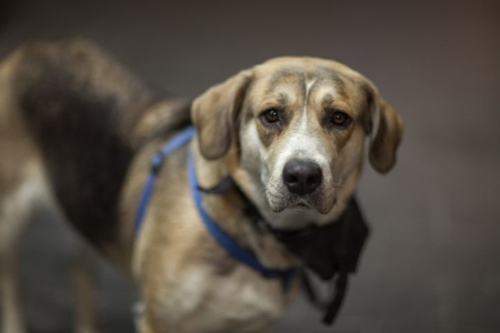 اصلاح رفتار سگ, مشکلات رفتاری سگ