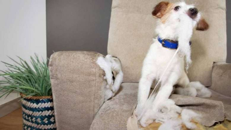 اصلاح رفتار سگ, مشکلات رفتاری سگ