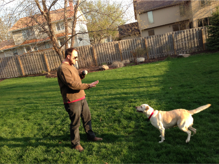 اصلاح رفتار سگ, مشکلات رفتاری سگ