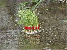 سیزده بدر 1395,نحسی سیزده بدر,دروغ سیزده بدر,تاریخچه سیزده بدر