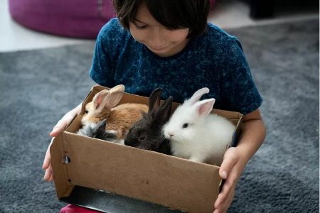 تشخیص سن خرگوش, سن خرگوش از روی دندان‌ها