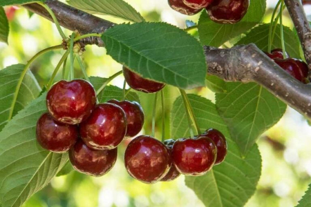 پردرآمدترین درختان میوه, بهترین درختان میوه برای کاشت