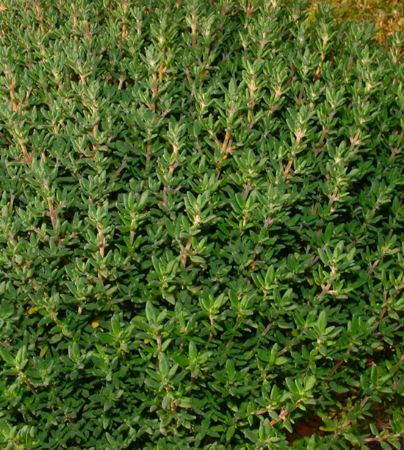 خواص گیاه تیول, گیاه تیول چیست