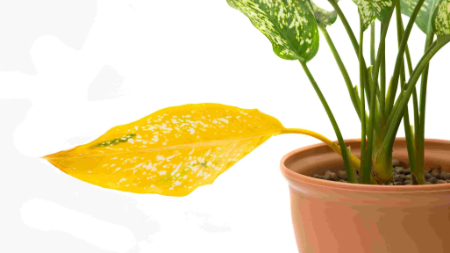 درمان زرد شدن برگ‌های آگلونما, نگهداری آگلونما