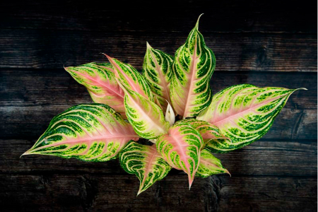 درمان زرد شدن برگ‌های آگلونما, نگهداری آگلونما