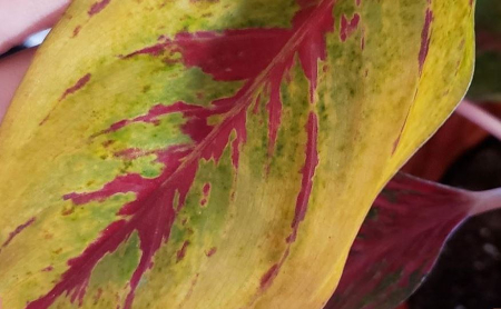 درمان زرد شدن برگ‌های آگلونما, نگهداری آگلونما