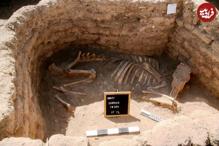 ماهی طلایی در مصر،اخبار گوناگون،خبرهای گوناگون