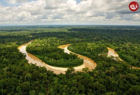 جنگل،اخبار گوناگون،خبرهای گوناگون
