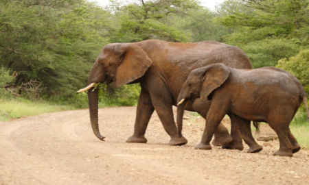 طبقه بندی حیوانات, گروه‌های جانوری