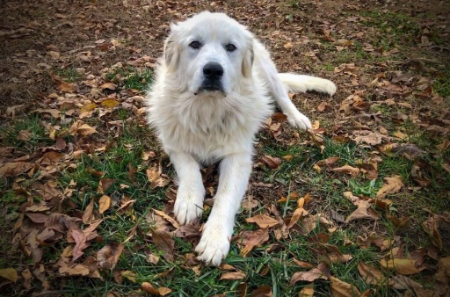 بهترین سگ برای باغبانی, نژادهای سگ نگهبان