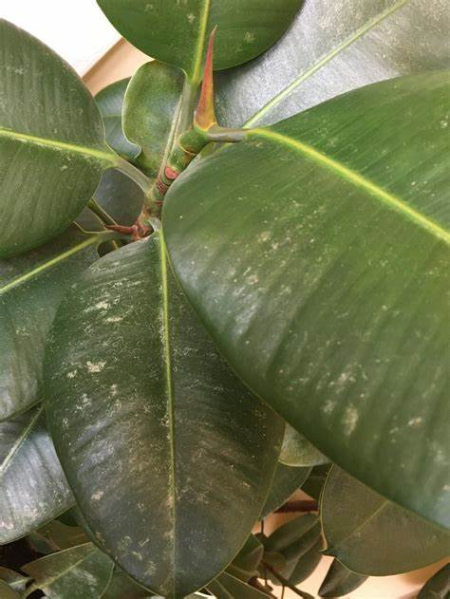 علت زرد شدن برگ‌های فیکوس, زرد شدن برگ فیکوس