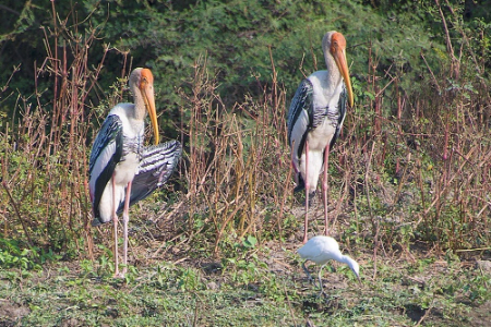 پارک ملی کلادو در هند, پارک کلادو هند, بهترین پارک‌های طبیعی هند-10