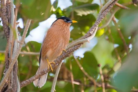 kaladu-national-park-india-4