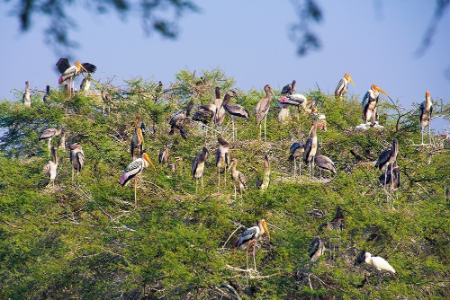 پارک ملی کلادو در هند, پارک کلادو هند, بهترین پارک‌های طبیعی هند