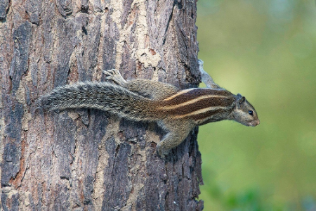 kaladu-national-park-india-7