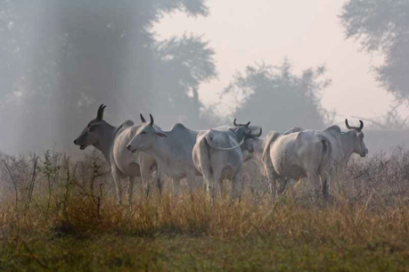 kaladu-national-park-india-9
