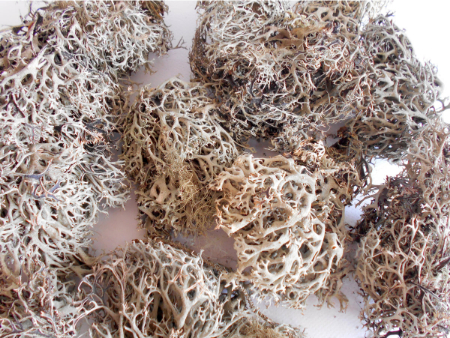 خواص گیاه اشنه, خواص اشنه برای معده