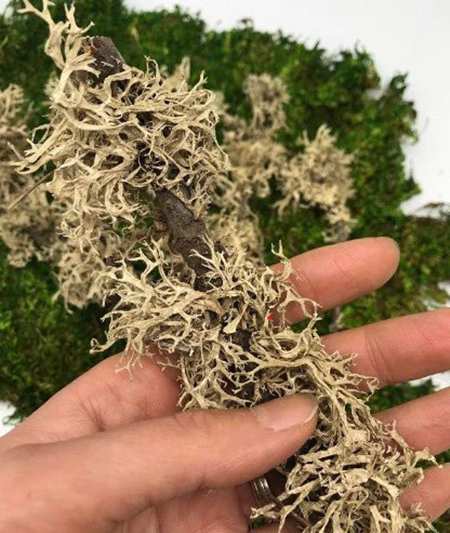 خواص گیاه اشنه, خواص اشنه برای معده