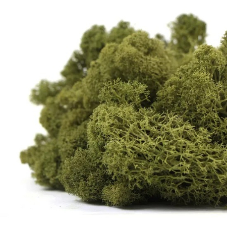 خواص گیاه اشنه, خواص اشنه برای معده