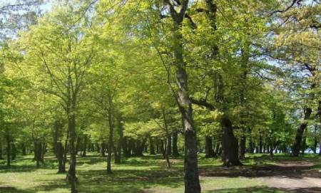 پارک جنگلی سوکان سمنان, بزرگ‌ترین پارک جنگلی سمنان