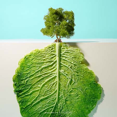 آثار تاتسویا تاناکا, خلاقیت در هنر مینیاتوری ژاپن