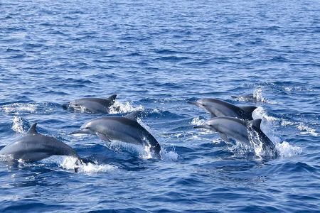 دلفین ها در جزیره هنگام