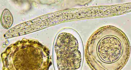 رشته انگل‌شناسی دامپزشکی, کارشناسی ارشد انگل‌شناسی دامپزشکی