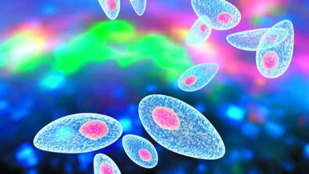 رشته انگل‌شناسی دامپزشکی, کارشناسی ارشد انگل‌شناسی دامپزشکی