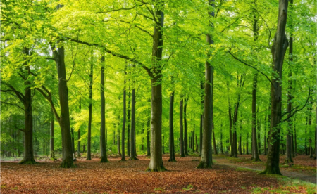 کپشن جنگل, کپشن عاشقانه جنگل