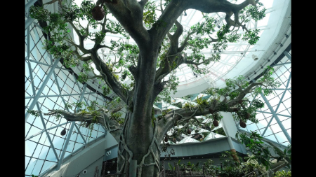 سیاره سبز دبی,جنگل بارانی دبی