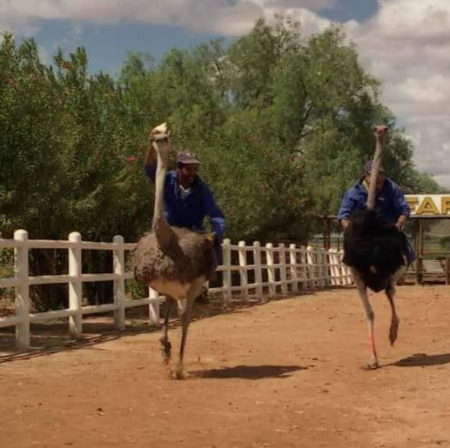 شترمرغ‌سواری چیست,  شترمرغ‌سواری