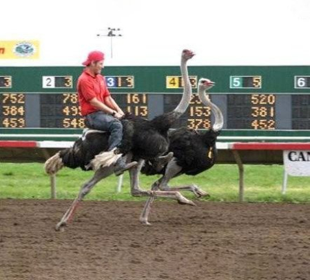 شترمرغ‌سواری چیست,  شترمرغ‌سواری